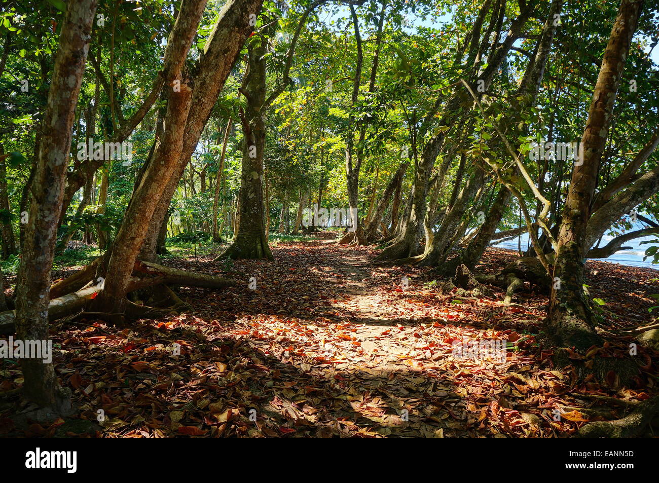Fußweg unter tropischen Bäumen entlang der Küste, Karibik von Costa Rica, Mittelamerika, Puerto Viejo Stockfoto
