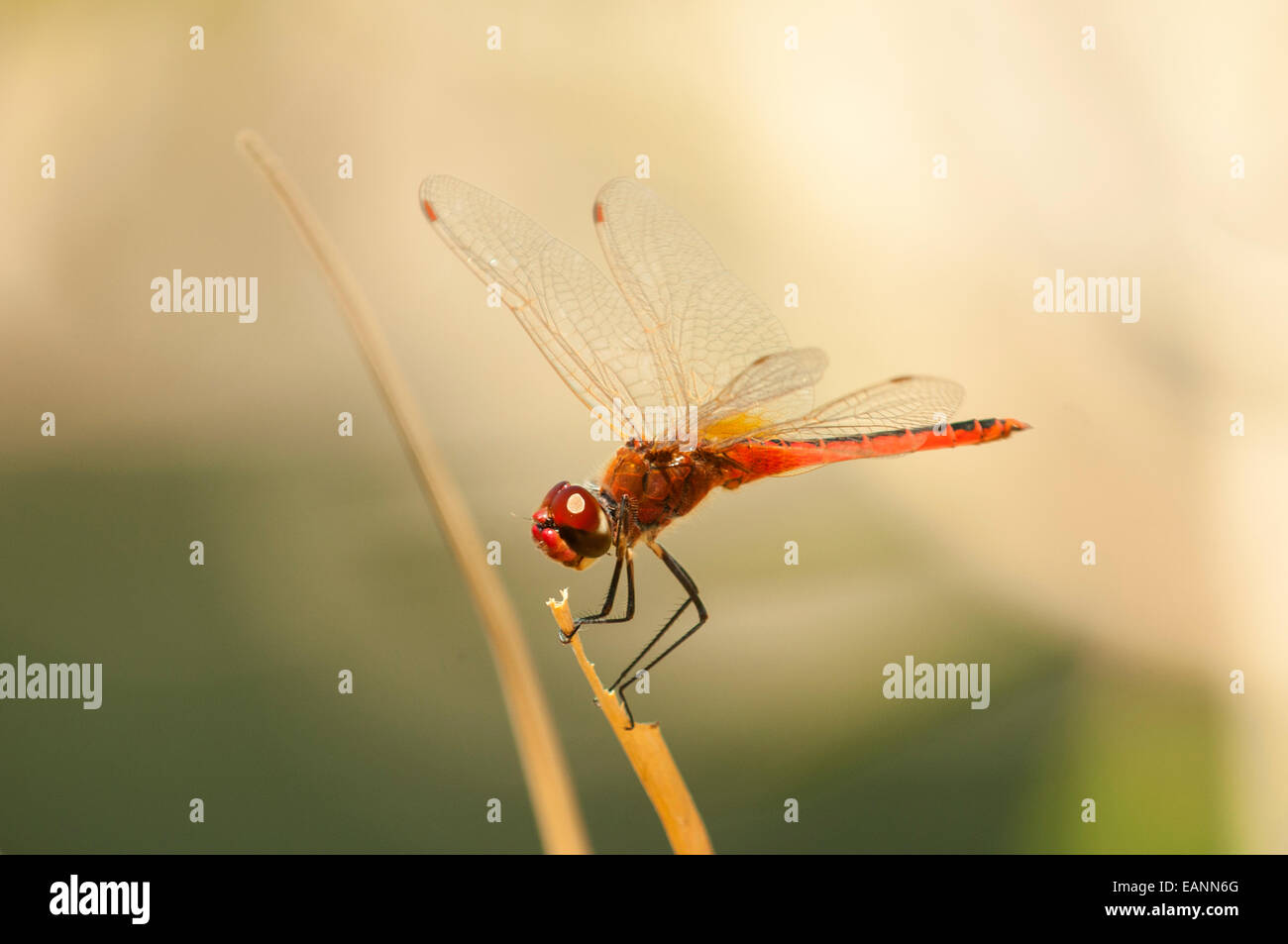 Scharlachrote Percher Libelle, Diplacodes Haematodes Geikie Gorge, Kimberley, WA, Australia Stockfoto