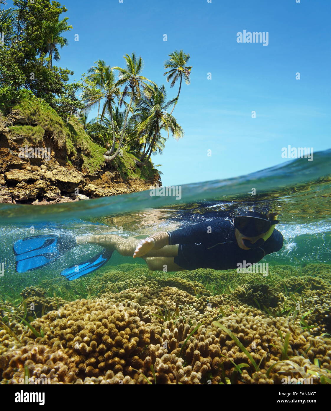 Über-unter in das Karibische Meer mit Schnorchler unter Wasser in einem flachen Korallenriff und über Oberfläche, Insel Ufer mit Bäumen Stockfoto