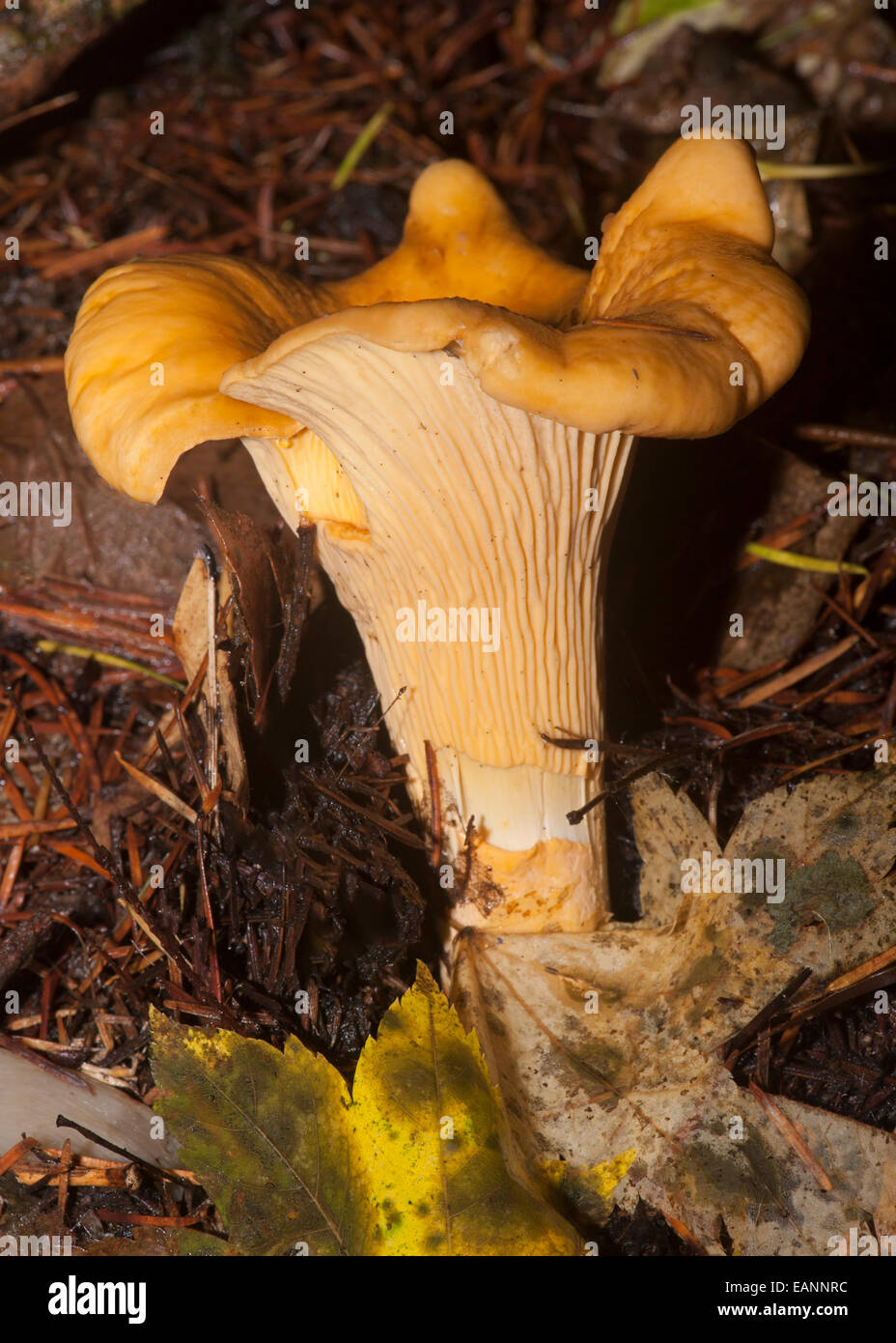 Eine Pacific goldene Pfifferling (Eierschwämmen Formosus), geschlüpfte frisch Stockfoto