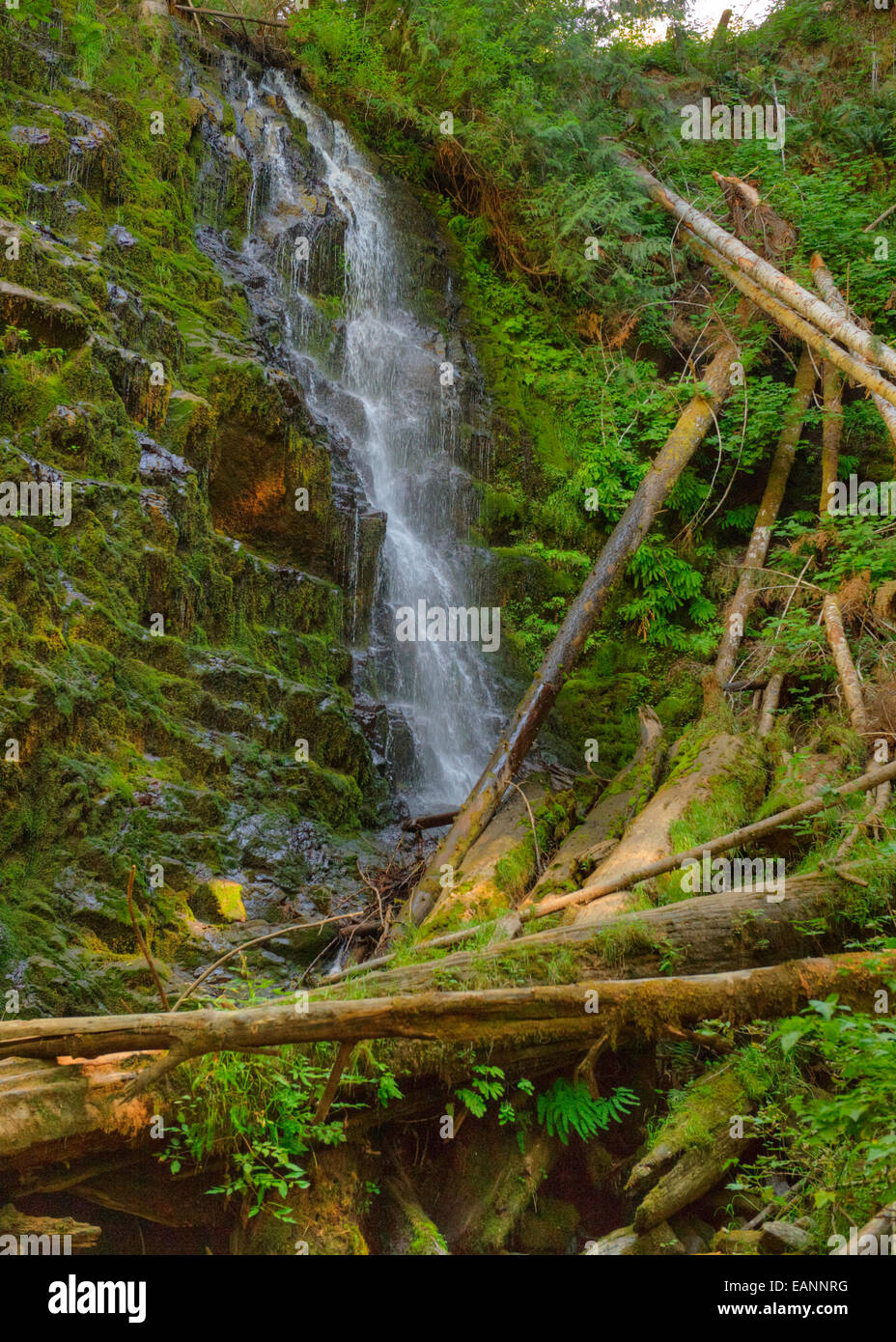 Universität fällt im Staatswald Tillamook, Oregon Coast Range Stockfoto