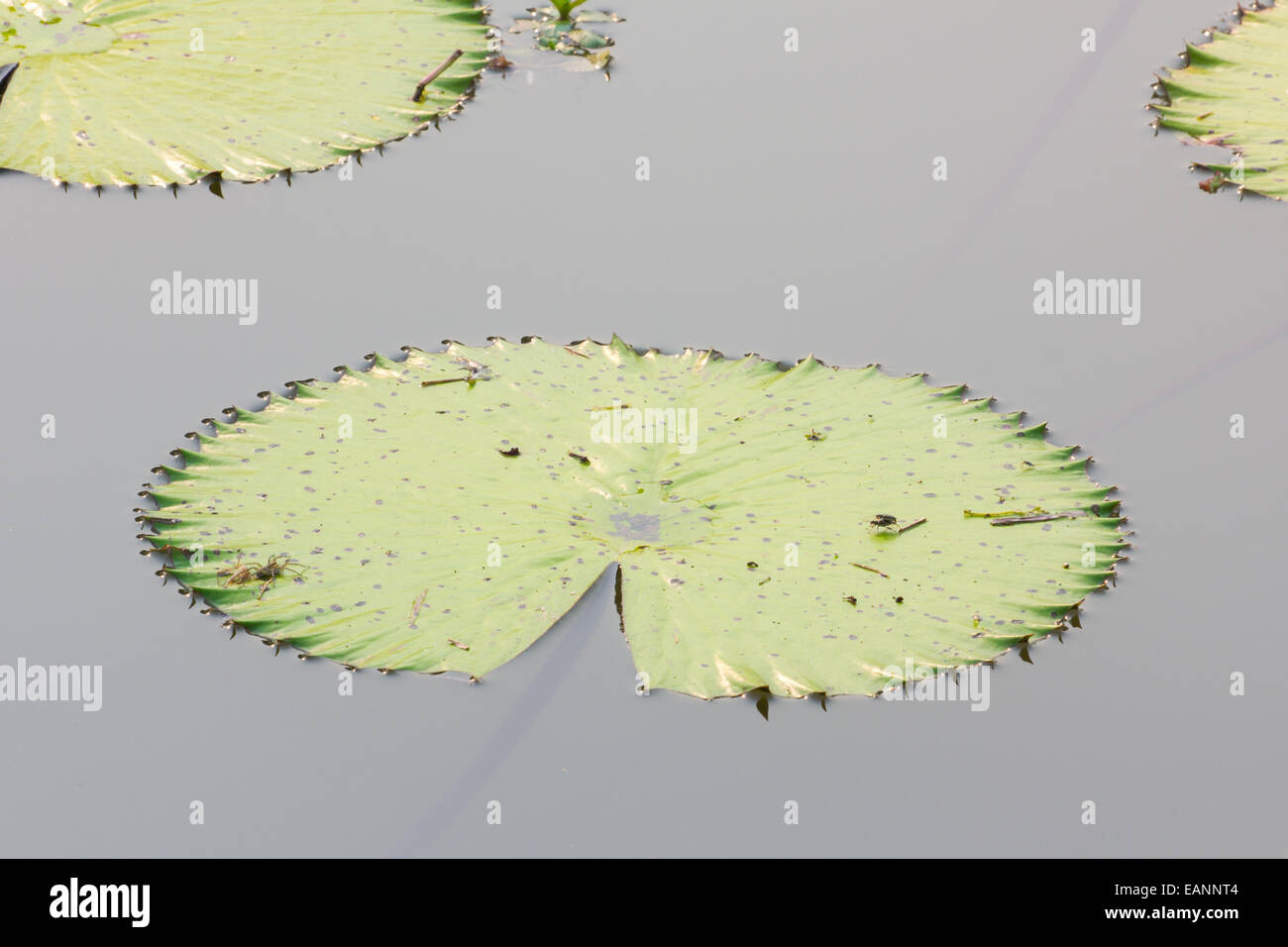 Closedup grüne Lotusblätter auf dem Wasser. Stockfoto