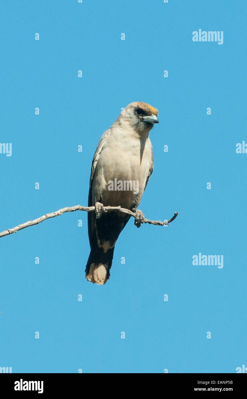 Fee Martin, Petrochelidon Ariel bei Mt Hart, Kimberley, WA, Australia Stockfoto