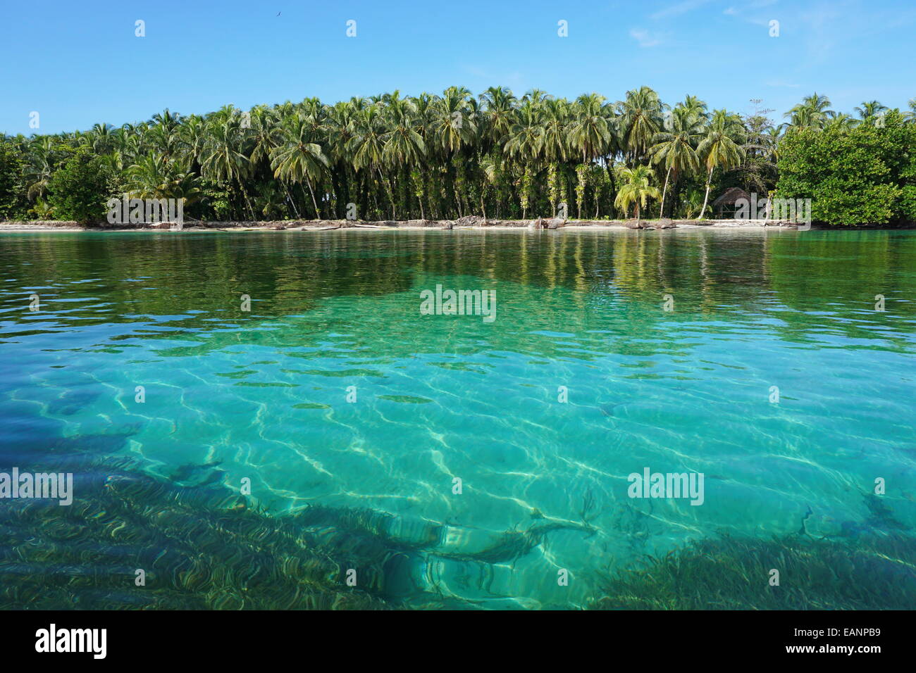 Tropische Küste mit üppiger Vegetation und klarem Wasser des karibischen Meeres, Zapatillas Inseln in Bocas del Toro, Panama Stockfoto