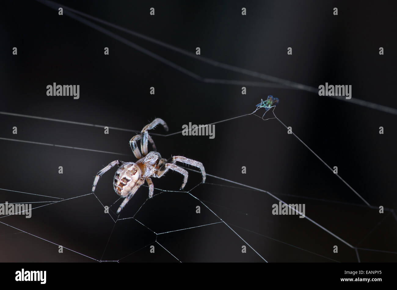 Spinne und Fliege auf dunklem Hintergrund Stockfoto