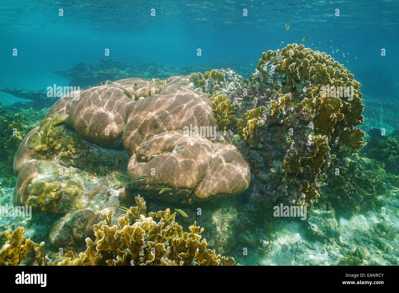 Unterwasserlandschaft in einem Riff mit massiven Starlet und Klinge Feuer Korallen, Karibik Stockfoto