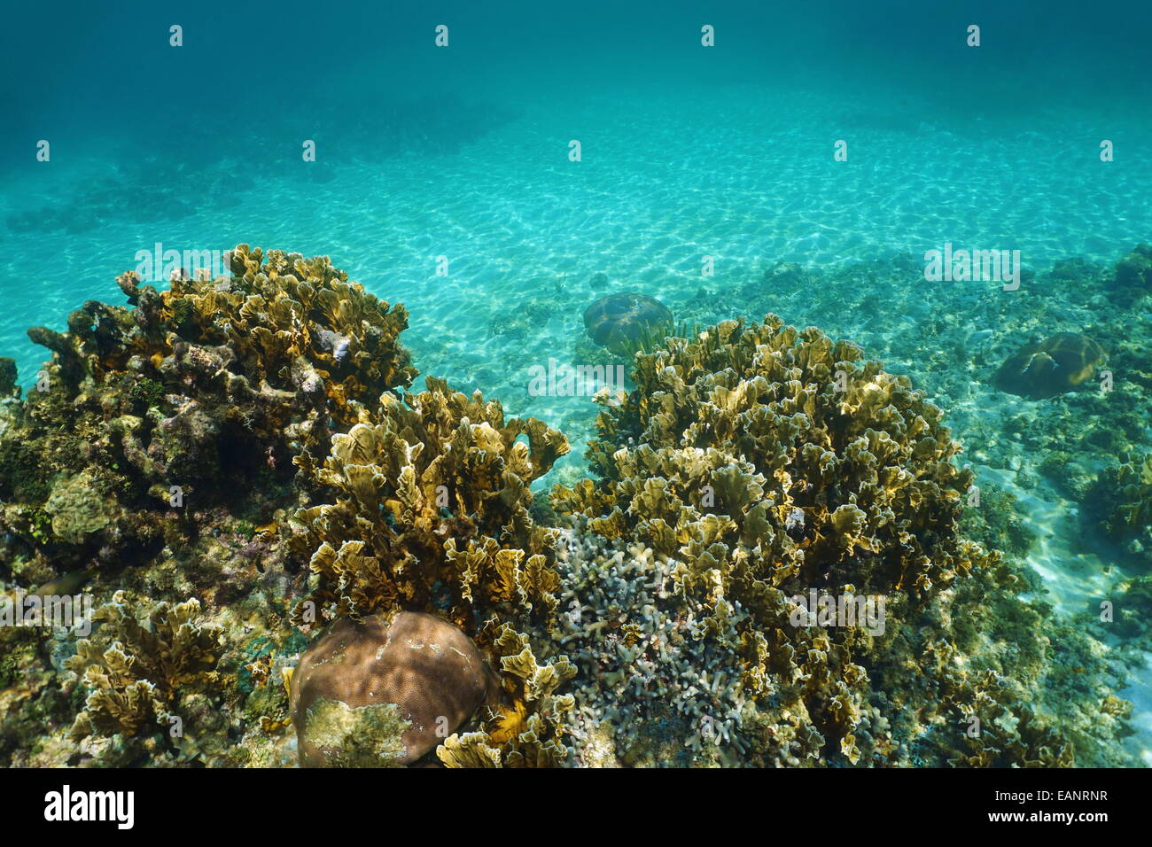 Unterwasserlandschaft, Korallenriff und sandiger Meeresboden, Karibisches Meer Stockfoto