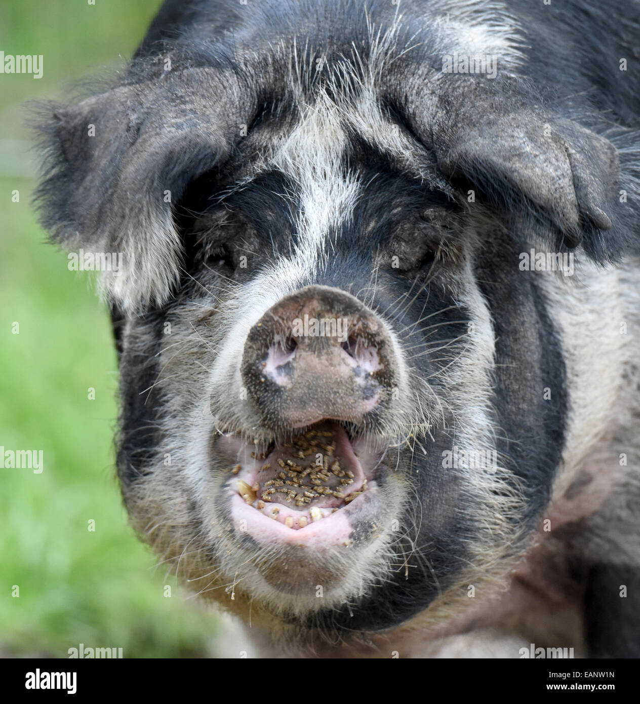 Warder, Deutschland. 18. November 2014. Ein Linderoed Schwein in der Arche Warder Tierpark in Warder, Deutschland, 18. November 2014. In den nächsten wollen paar Tagen Zoo Mitarbeiter eine Gruppe von seltenen schwedischen Schwein aus Schweden nach Schleswig-Holstein für die Zucht zu bringen. Mit der neuen Gruppe bestehend aus einem Eber und 2 Sauen, die Lager aufgefüllt und der Erhaltungszucht dieser seltenen Schwein Rasse verbessert werden. Foto: CARSTEN REHDER/Dpa/Alamy Live News Stockfoto