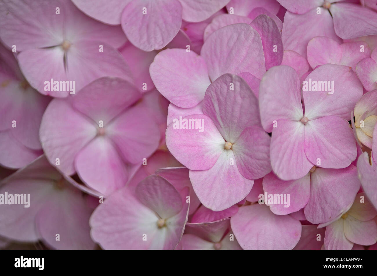 Schöne Rosa Hortensie Blumen, Blütenblatt Hintergrundmuster Stockfoto