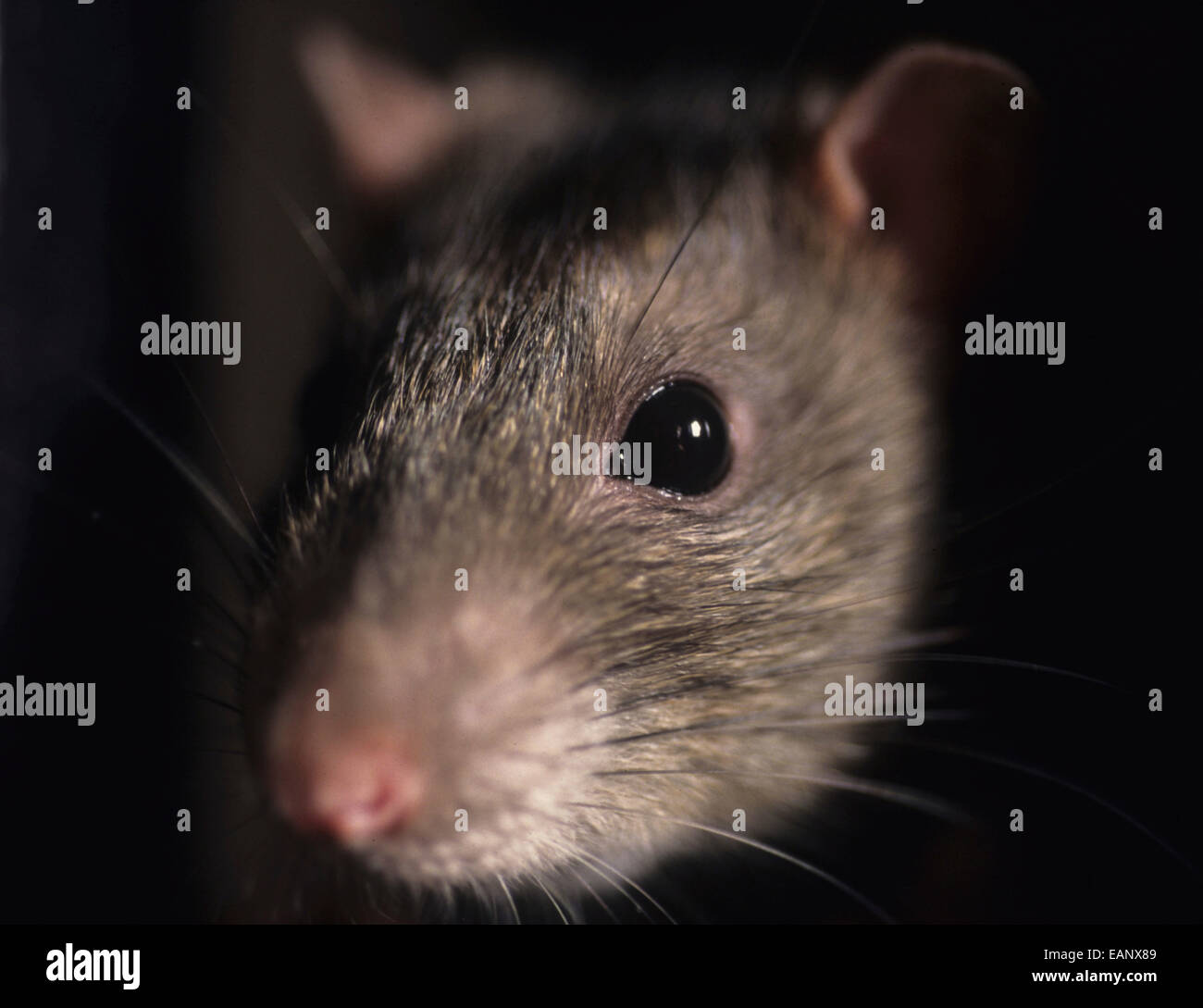 Ratte / Rattus Norvegicus Stockfoto