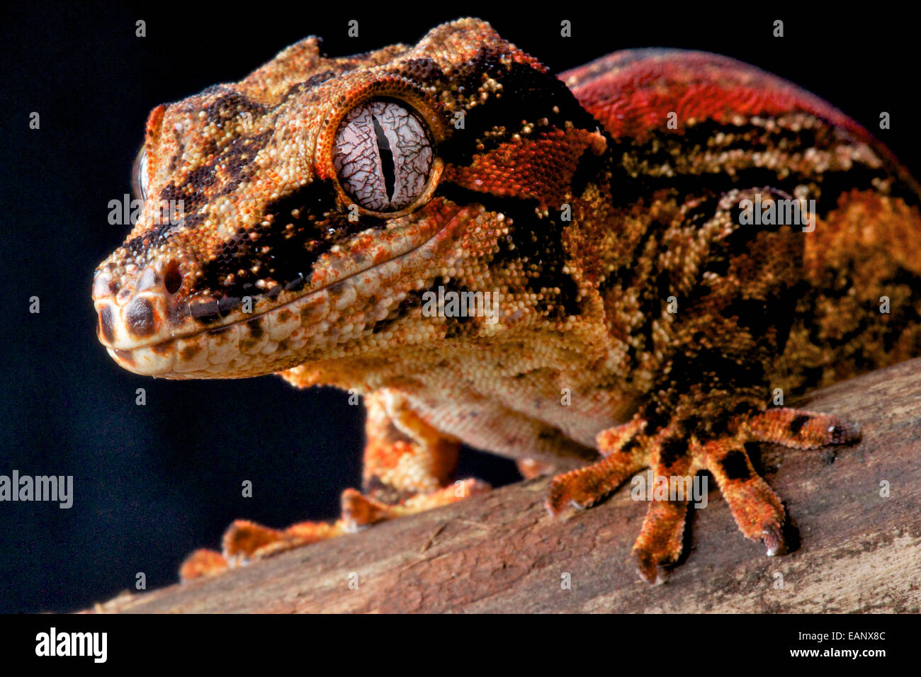 Wasserspeier Gecko / Rhacodactylus Auriculatus Stockfoto
