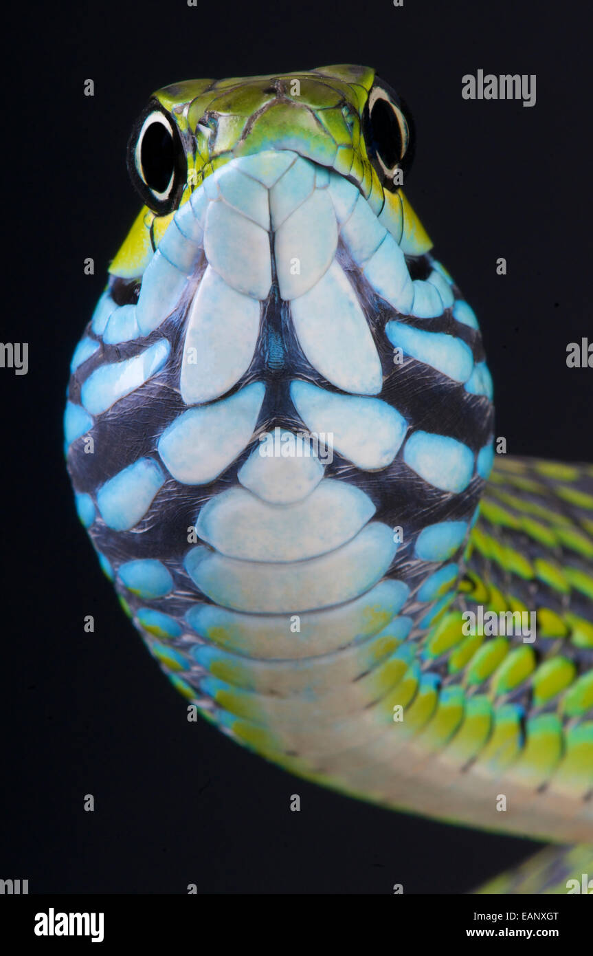 Dolch-Zahn-Schlange (Rhamnophis Aethiopissa) Stockfoto