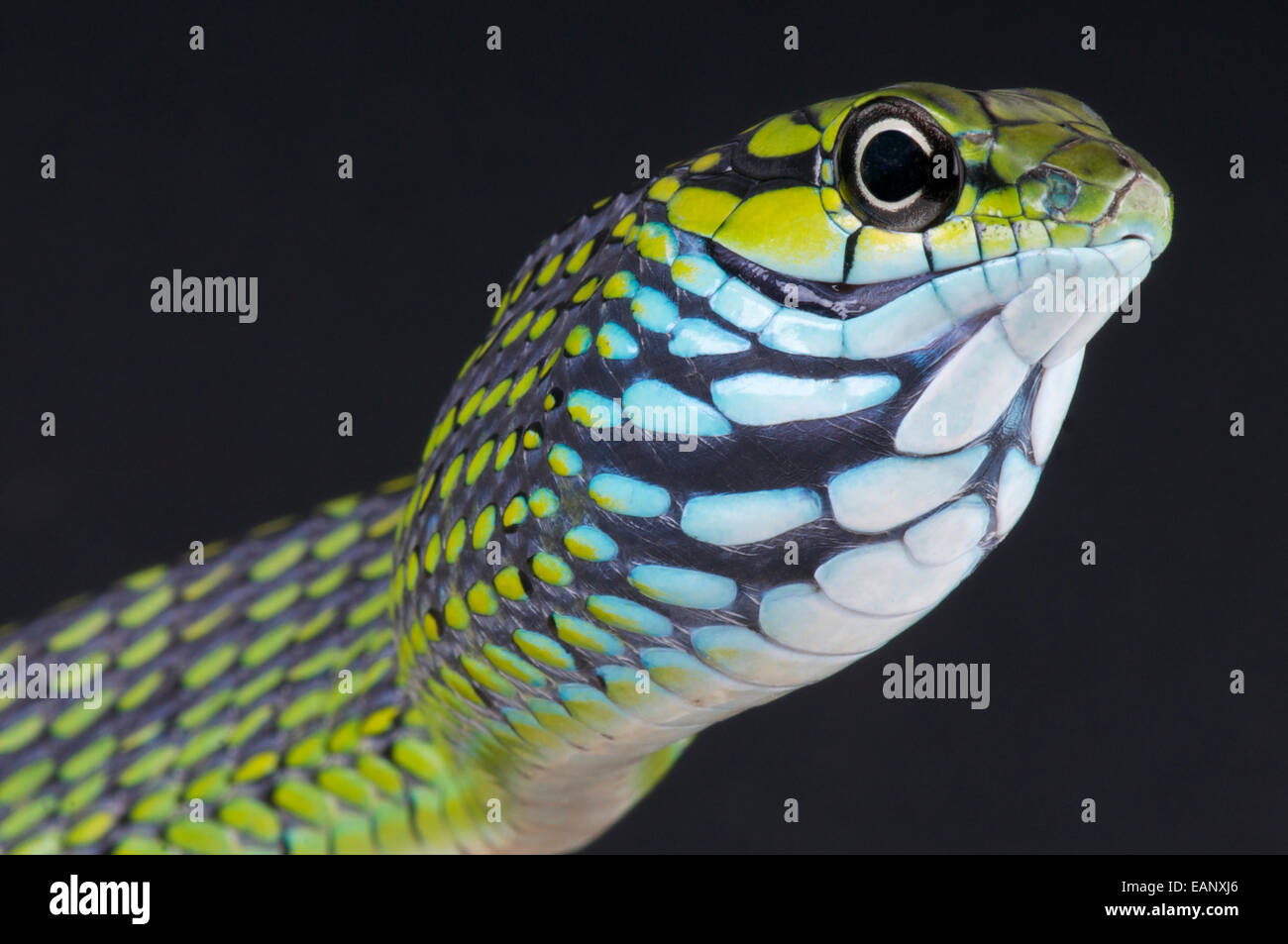 Dolch-Zahn Baumschlange / Rhamnophis Aethiopissa Stockfoto