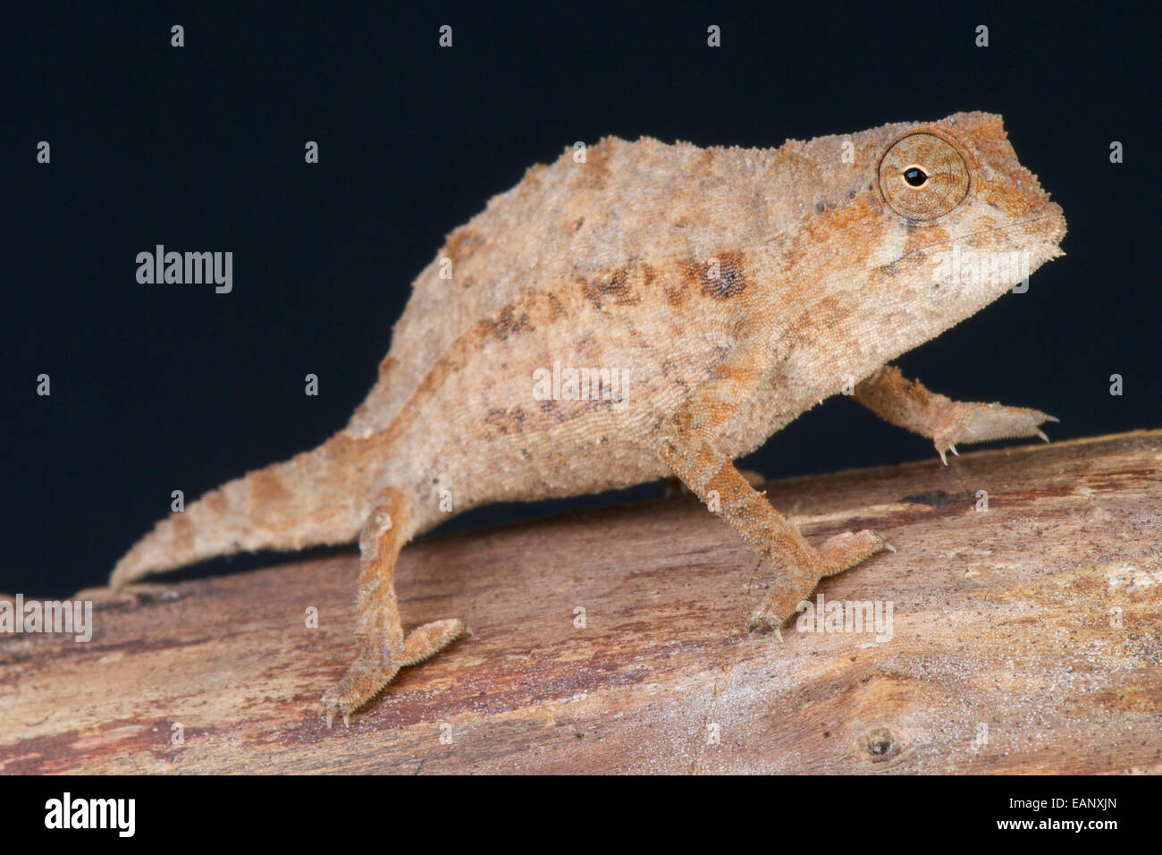 Bärtige Blatt Chamäleon / Rieppeleon Brevicauda Stockfoto