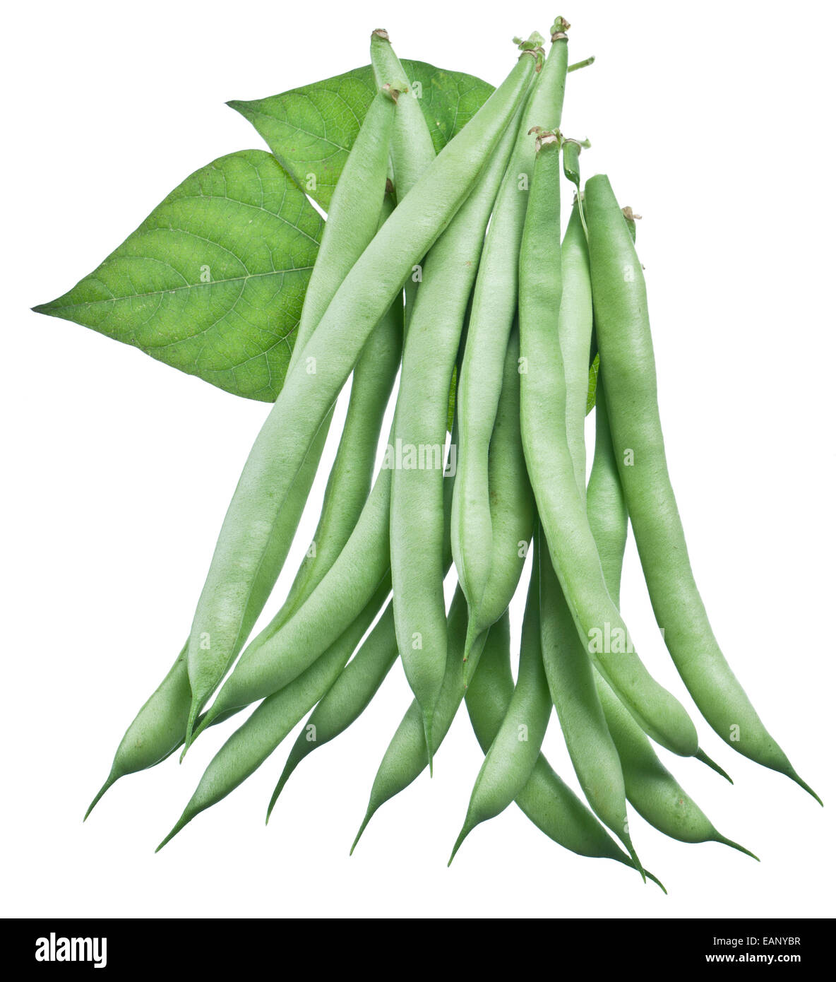 Frische grüne Bohnen isoliert auf einem weißen Hintergrund. Stockfoto