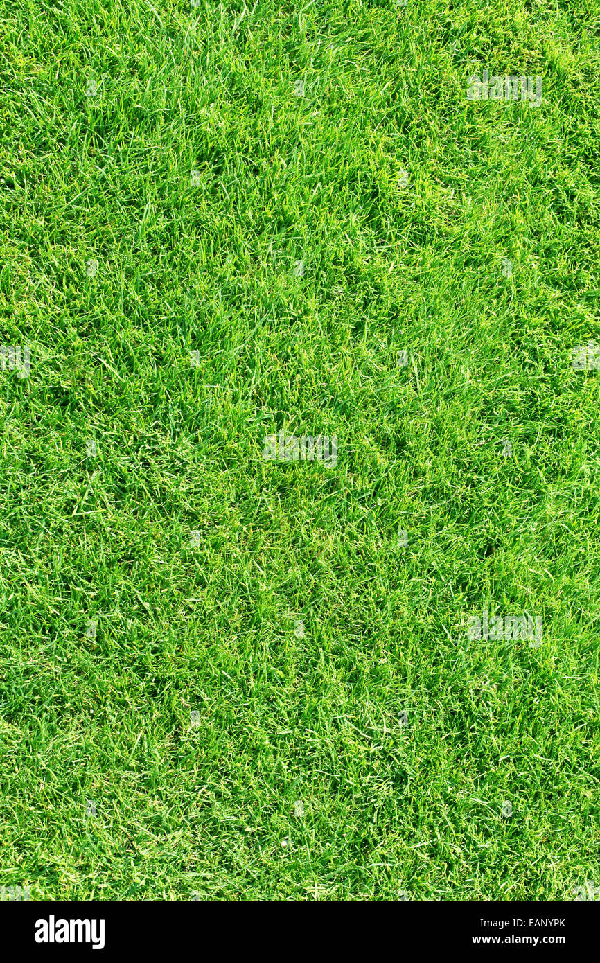 Rasen. Grasgrün Hintergrund. Stockfoto