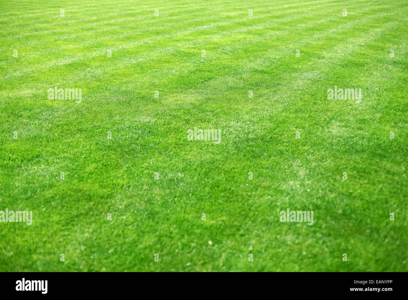 Rasen. Defokussierten Grasgrün Hintergrund. Stockfoto