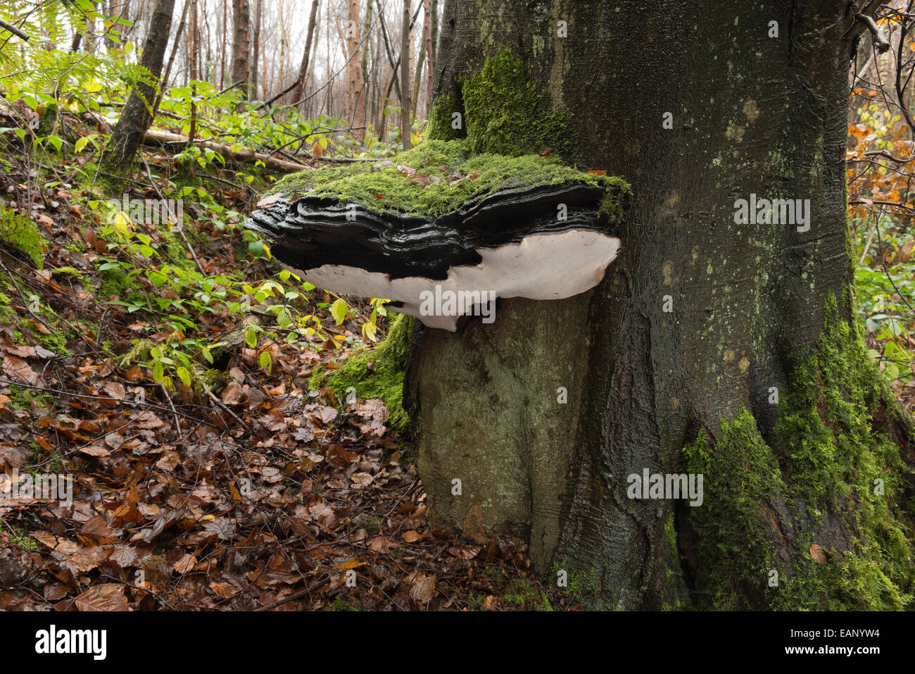 große Klammer Pilz über 50 cm Durchmesser an alte Leben Reife Blutbuche Baum Baumstamm Basis ebenerdig in Moos bedeckt Stockfoto