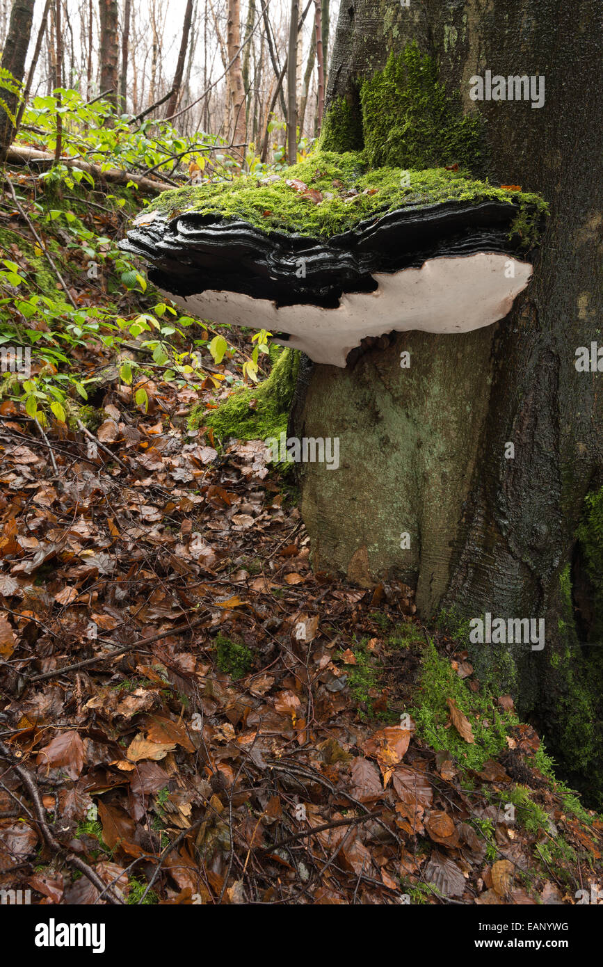 große Klammer Pilz über 50 cm Durchmesser an alte Leben Reife Blutbuche Baum Baumstamm Basis ebenerdig in Moos bedeckt Stockfoto