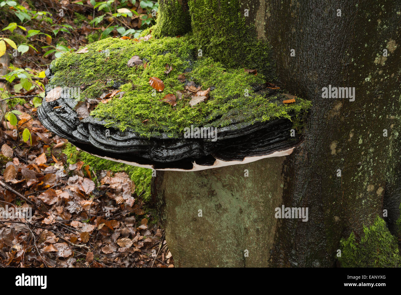 große Klammer Pilz über 50 cm Durchmesser an alte Leben Reife Blutbuche Baum Baumstamm Basis ebenerdig in Moos bedeckt Stockfoto