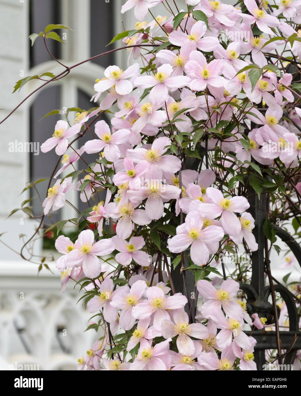 Pink anemone clematis clematis montana Fotos und Bildmaterial in