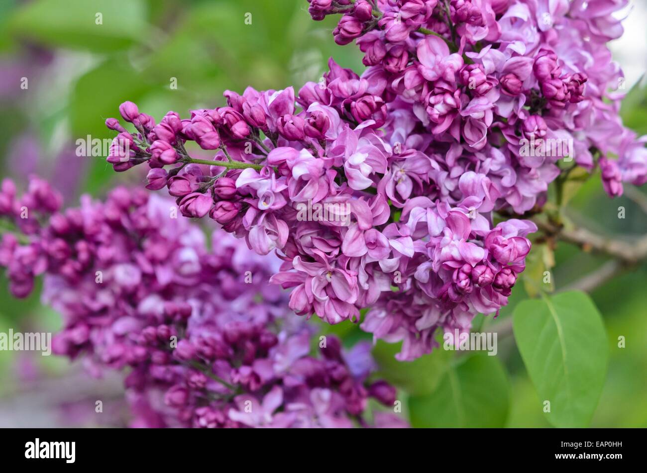 Flieder (Syringa vulgaris 'Charles Joly') Stockfoto