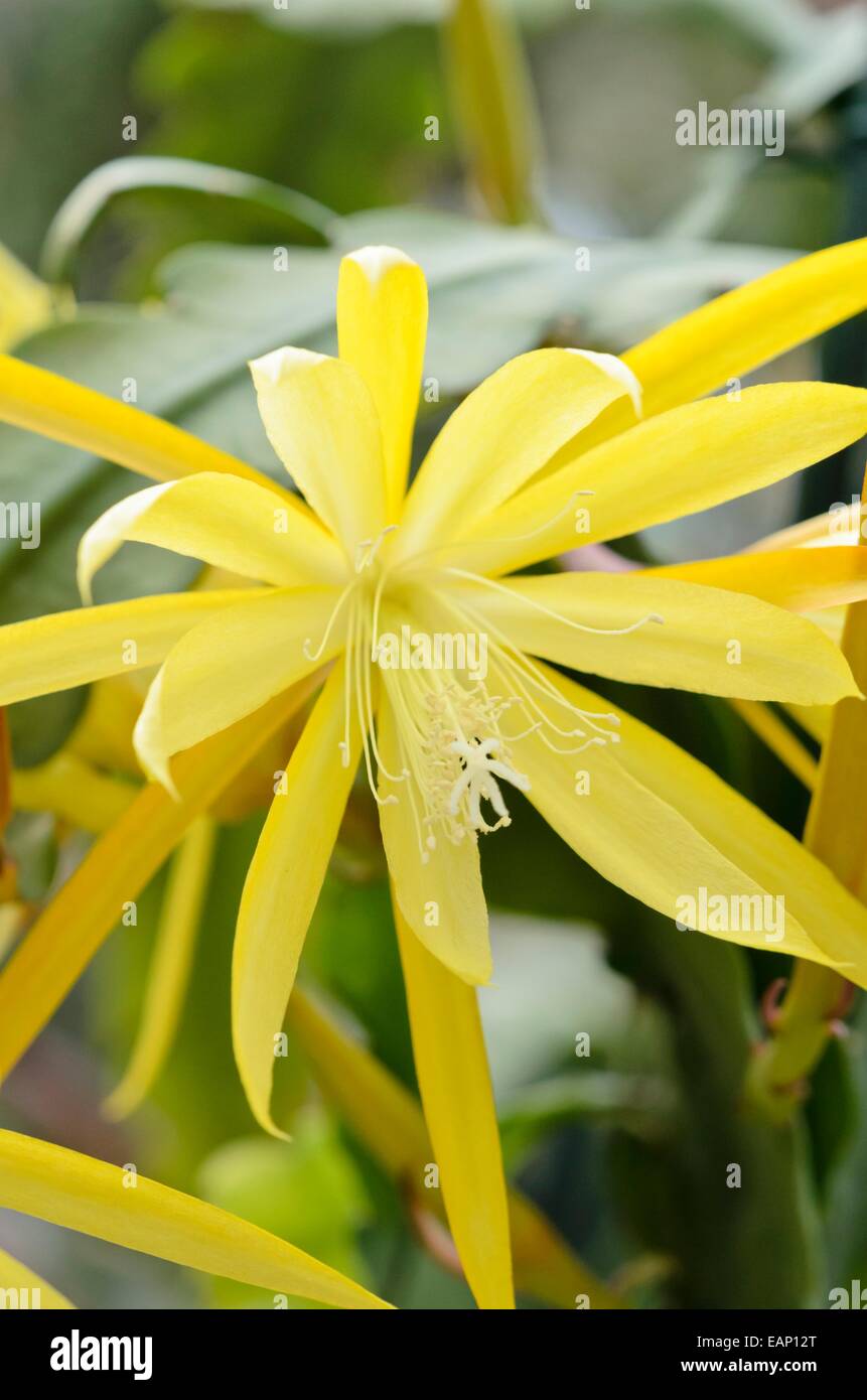 Leaf Kaktus (epiphyllum Sylter Frühling) Stockfoto