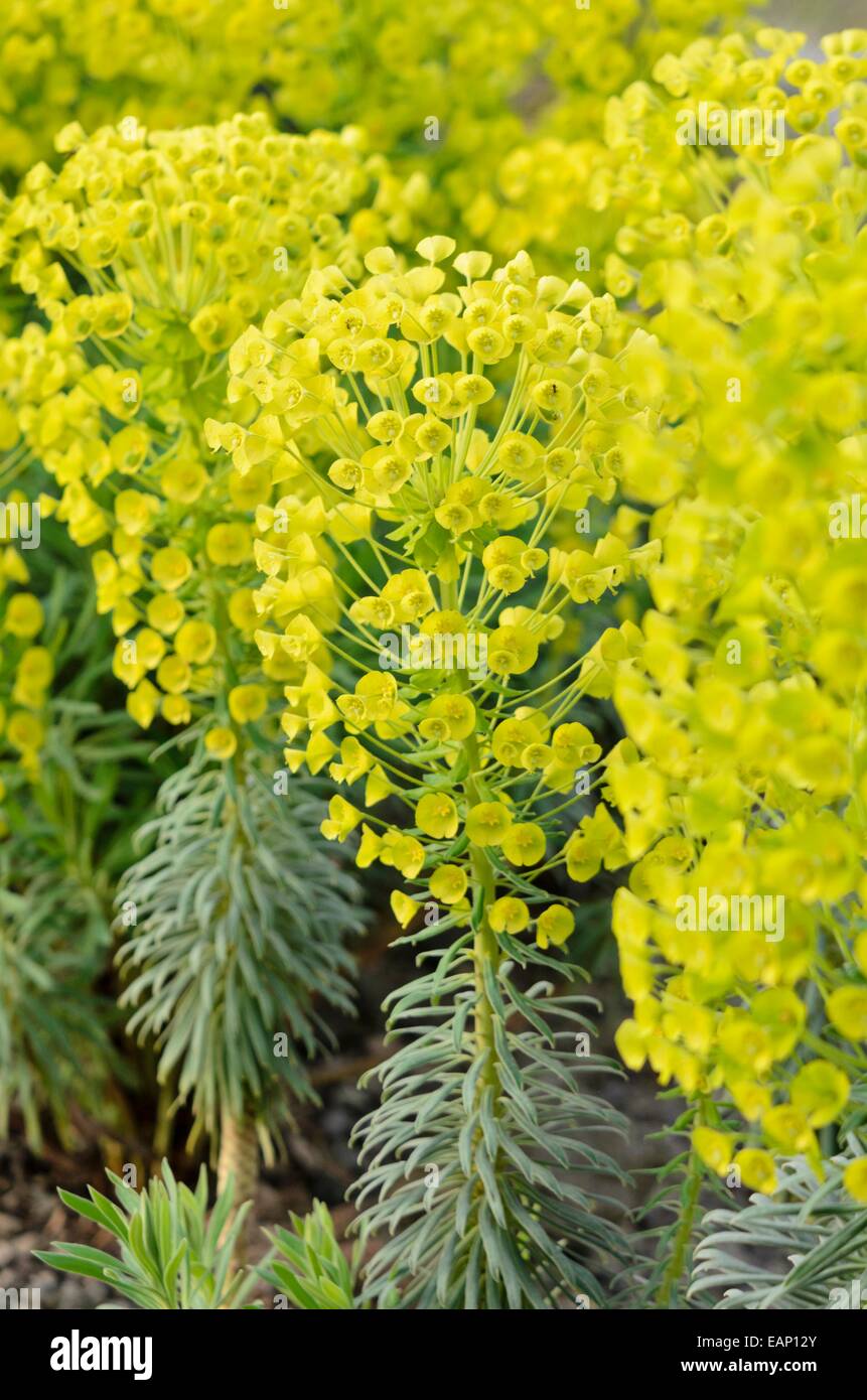 Große mediterrane Wolfsmilch (Euphorbia Characias Subspecies Wulfenii) Stockfoto