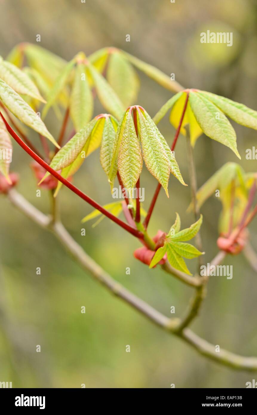 Zwerg Roßkastanie (aesculus parviflora) Stockfoto