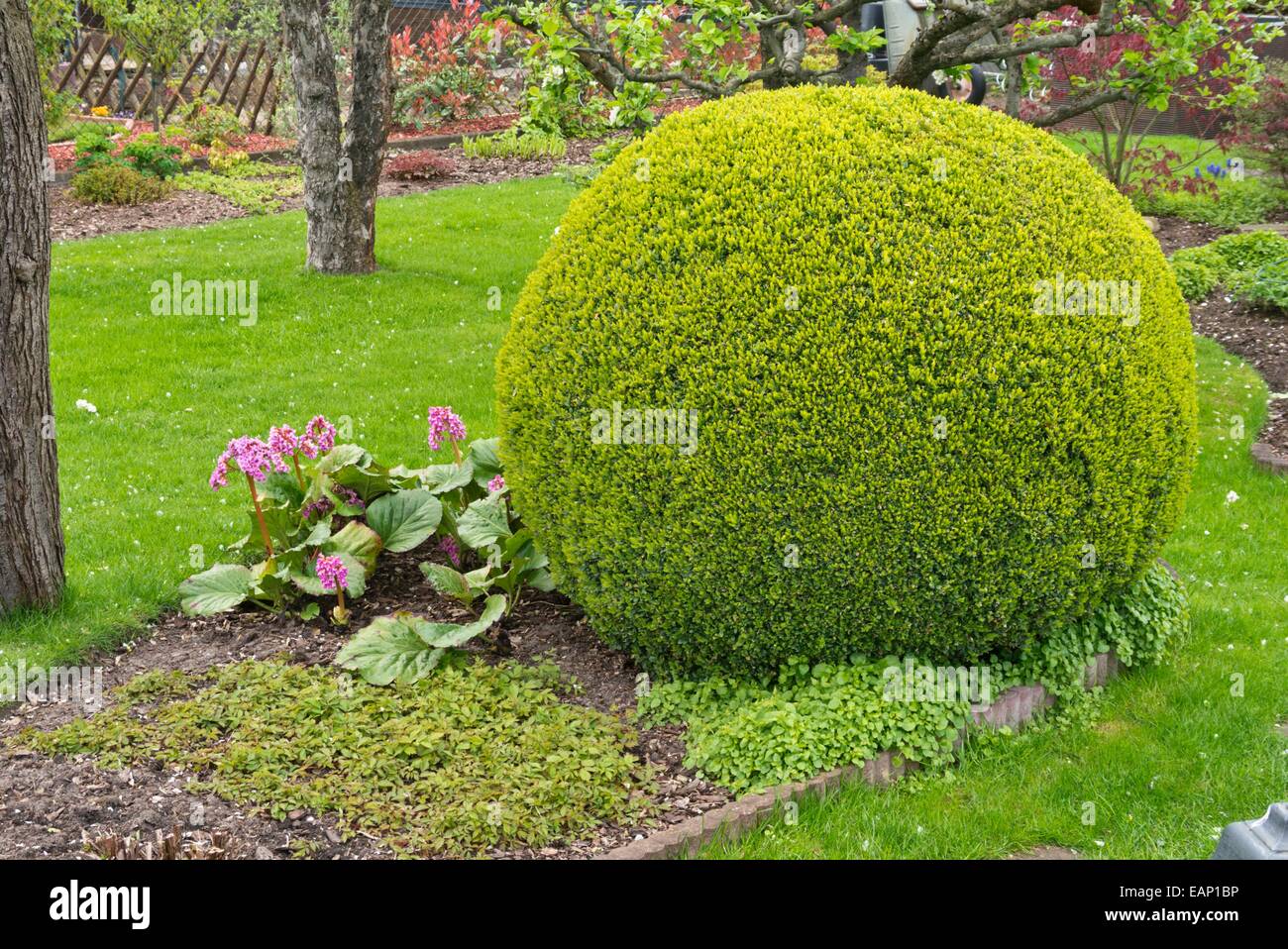 Gemeinsame Buchsbaum (buxus sempervirens) mit sphärischen Form Stockfoto