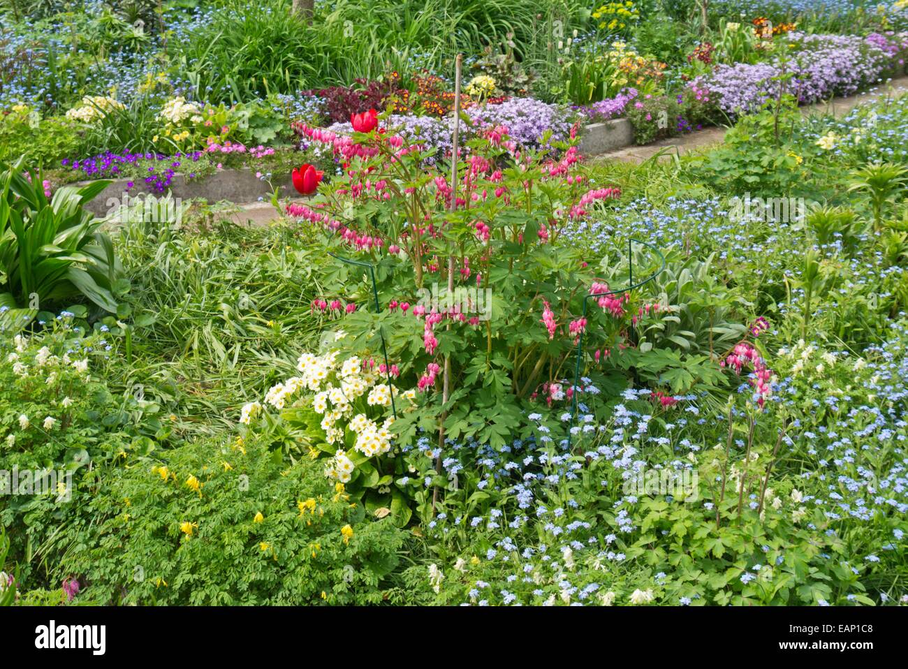 Blutende Herz (lamprocapnos Californica syn. Campanula pyramidalis californica), Primeln (Primula) und Vergissmeinnicht (myosotis) Stockfoto