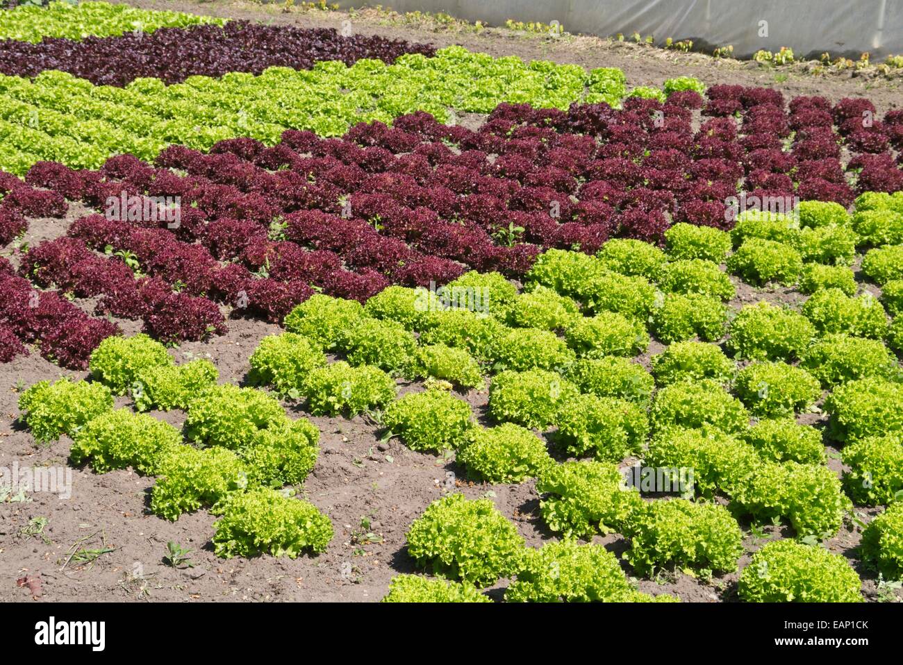 Lose-Blatt Kopfsalat (Lactuca Sativa var. Crispa 'Lollo Bionda' und Lactuca Sativa var. Crispa 'Lollo Rosso') Stockfoto