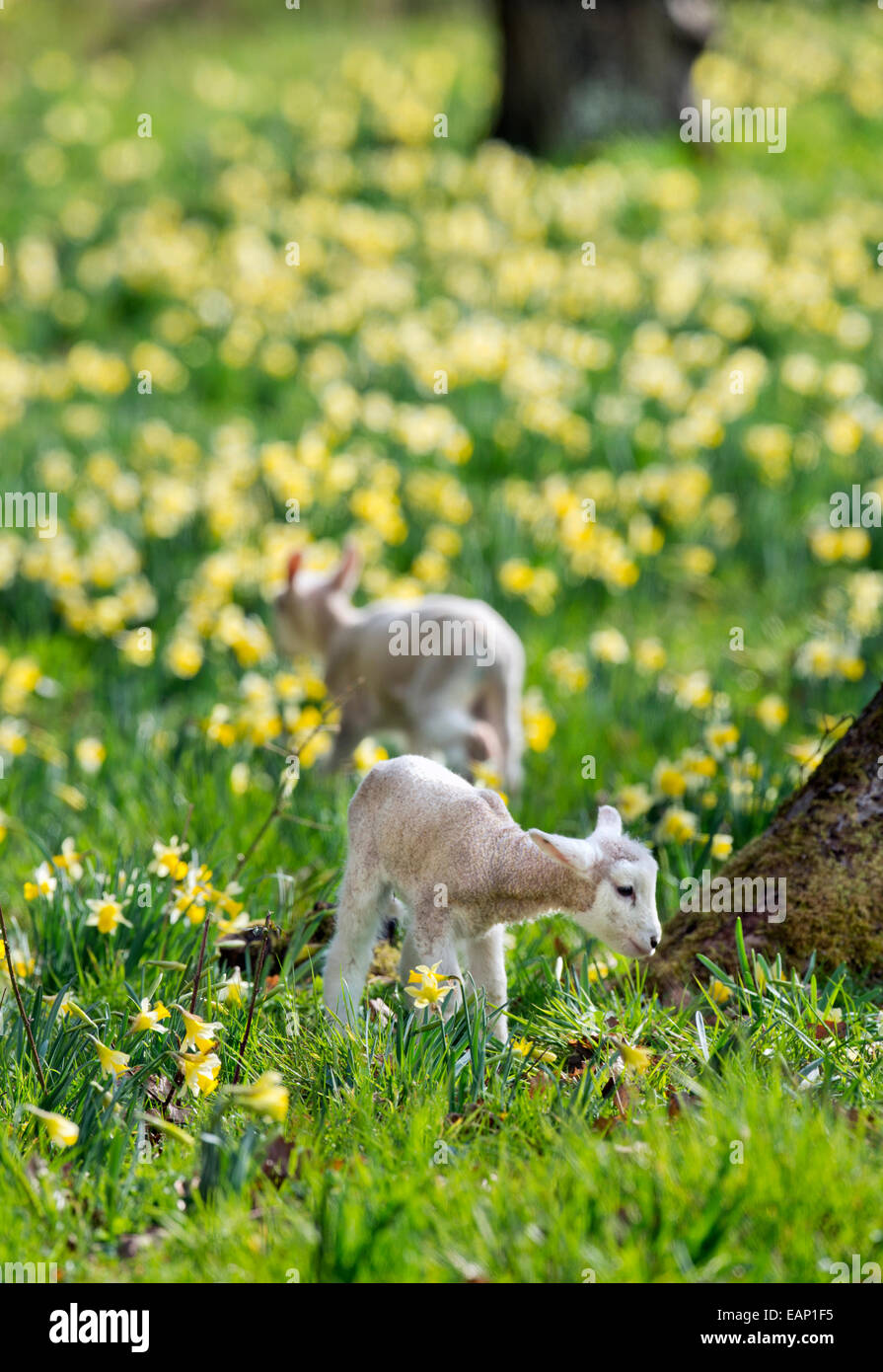 Ein Neugeborenes Lamm in einem Feld von wilden Narzissen in Kempley, Gloucestershire UK Stockfoto