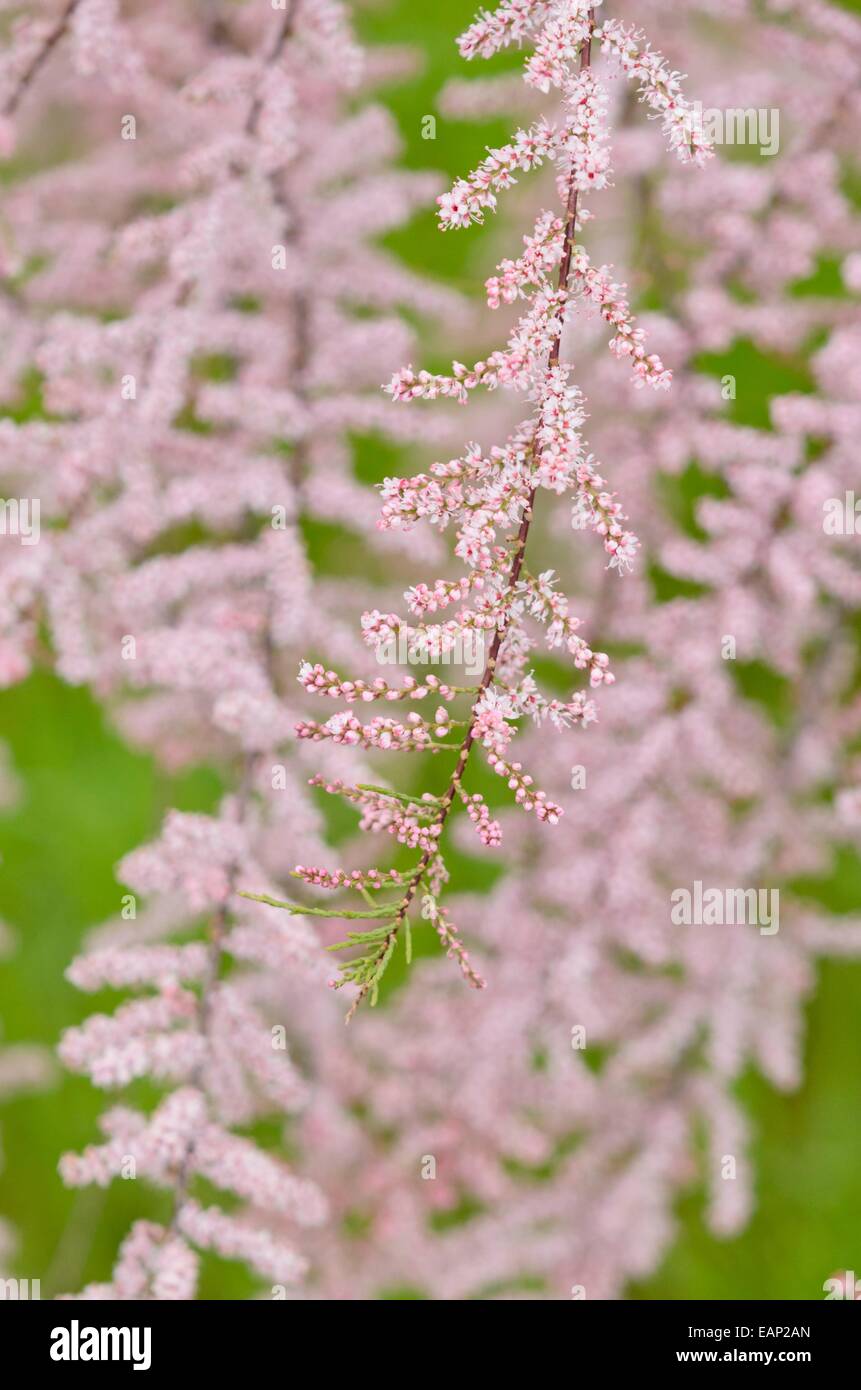 Französische Tamariske (Tamarix gallica) Stockfoto