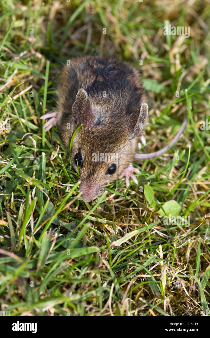 Nahaufnahme von einer Waldmaus Stockfoto