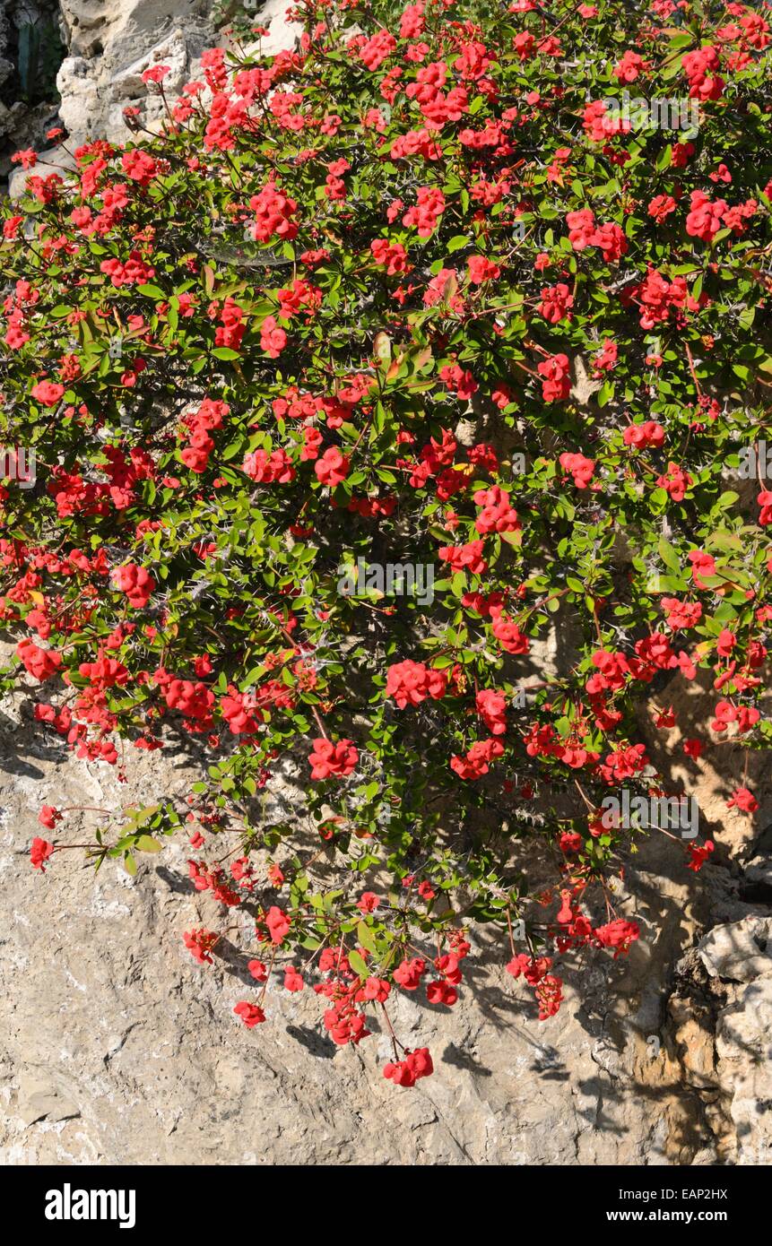 Dornenkrone (Euphorbia Milii var. Splendens) Stockfoto