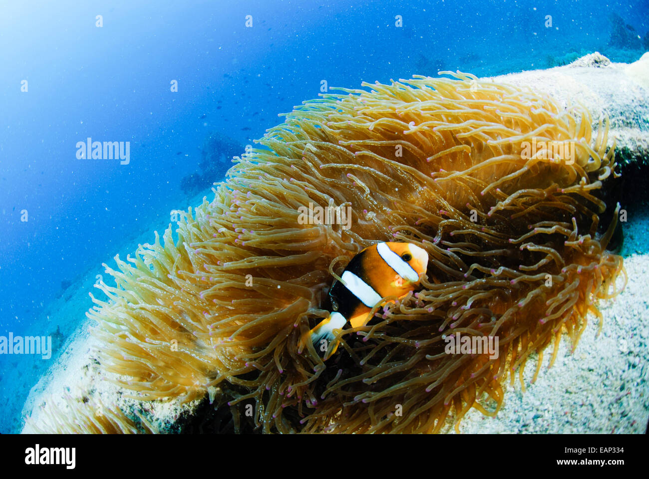 Barrieri Riff-Anemonfish - Amphiprion Akindynos - Moalboal - Cebu - Philipphines - Pacifici Ozean Stockfoto