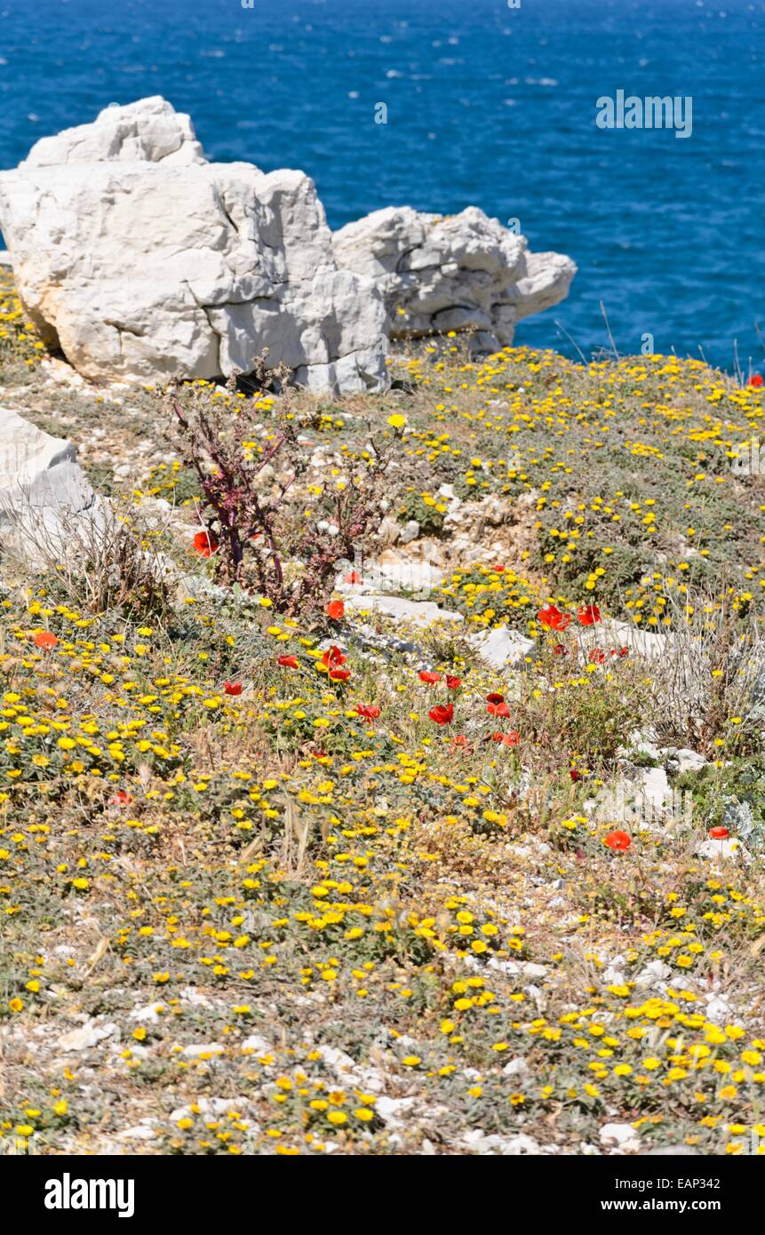 Mediterranean Beach Daisy (asteriscus Maritimus) und Mais Mohn (Papaver rhoeas) Stockfoto