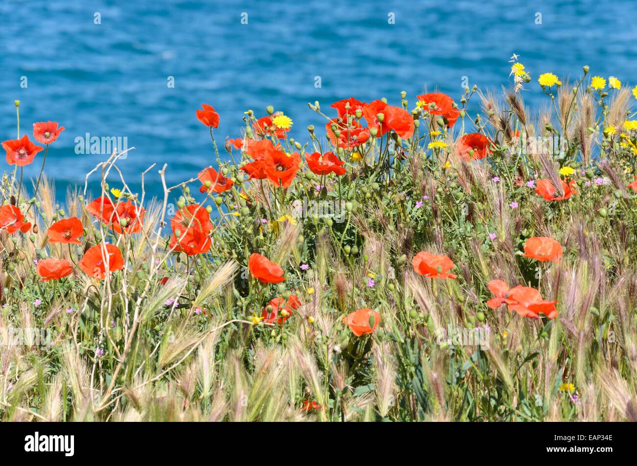 Feld mohn flandern mohn rote mohnblume -Fotos und -Bildmaterial in ...