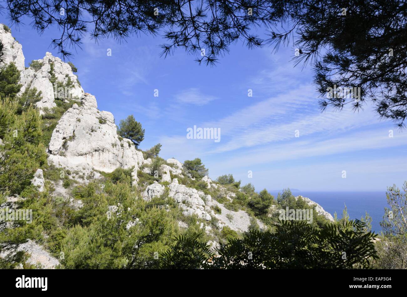 Aleppokiefern (Pinus halepensis), Calanques Nationalpark, Frankreich Stockfoto