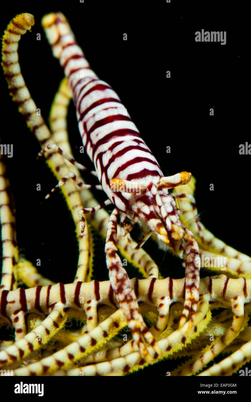 Peitschenkorallen Shrimp - Periclimenes SP - Moalboal - Cebu - Philippinen Stockfoto