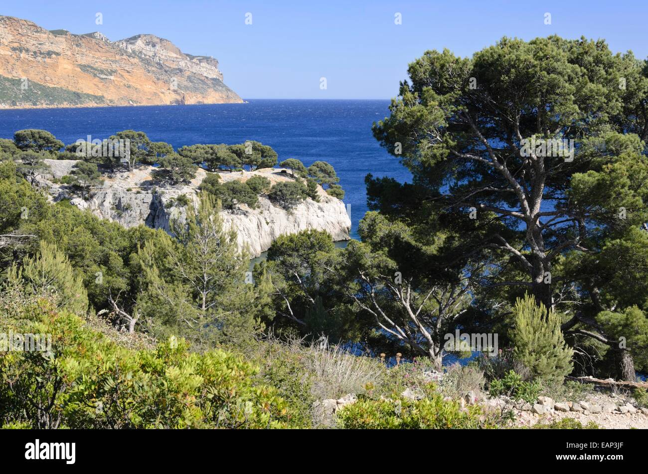 Aleppokiefern (Pinus halepensis) an der Calanque de port-miou, Calanques Nationalpark, Frankreich Stockfoto