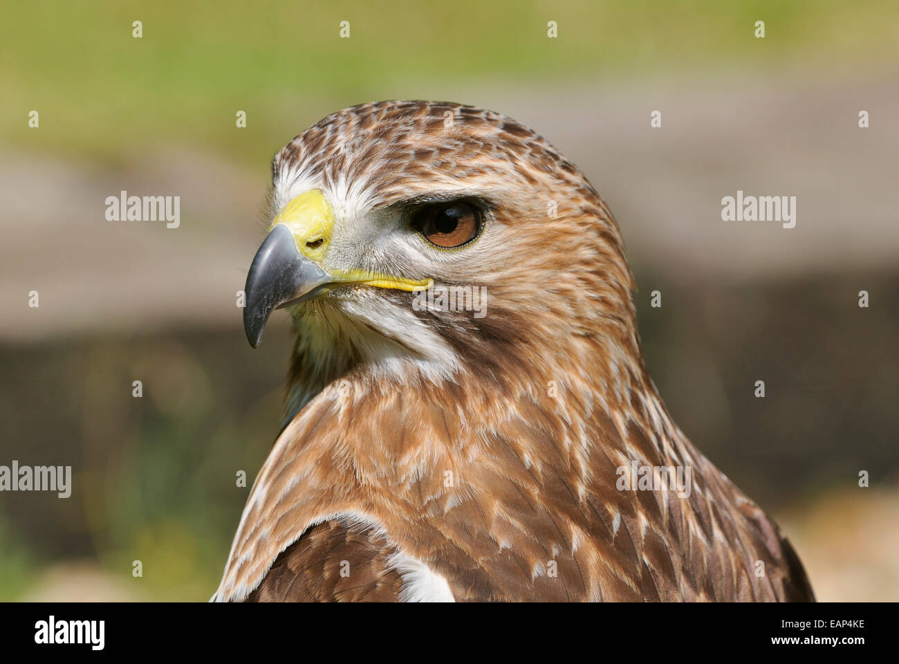 Rot - angebundener Falke - Buteo Jamaicensis Nahaufnahme des Kopfes Stockfoto