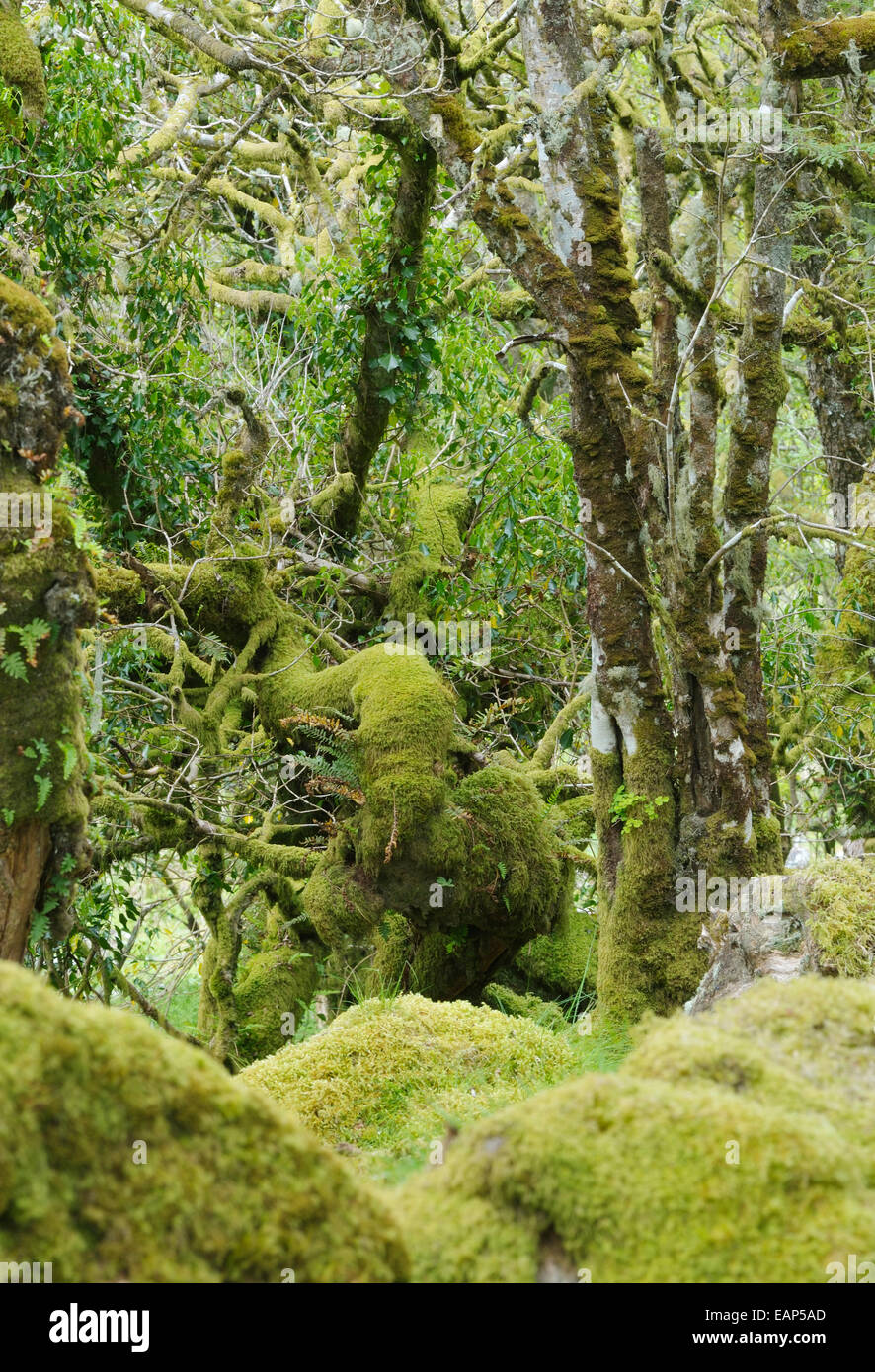 Moos bedeckt Granit Findlinge & Eichen mit epiphytischen Moosen, Flechten und Farne Wistman Holz, Dartmoor, Devon Stockfoto