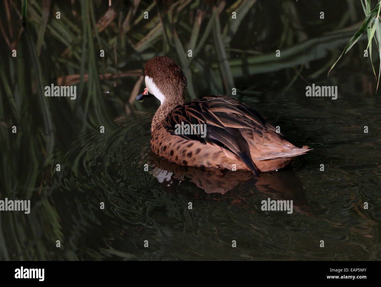 Nahaufnahme von einem weißen Wangen oder Bahama Pintail (Anas Bahamensis) schwimmen und Fütterung Stockfoto