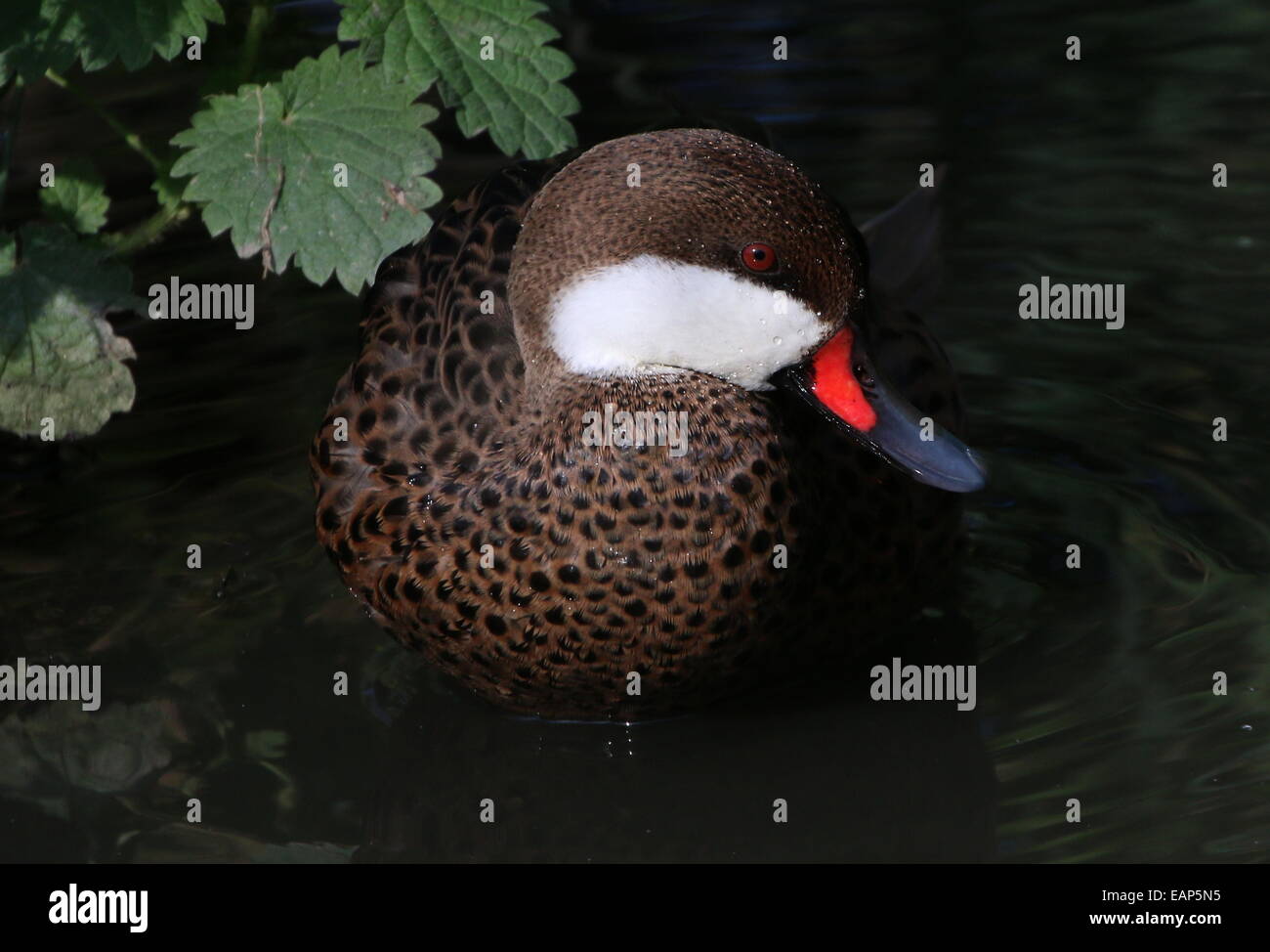 Nahaufnahme von einem weißen Wangen oder Bahama Pintail (Anas Bahamensis) schwimmen Stockfoto