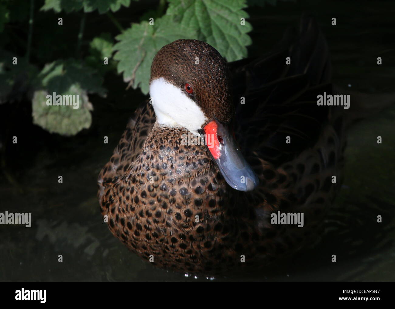 Nahaufnahme eines männlichen weißen Wangen oder Bahama Pintail (Anas Bahamensis) Stockfoto