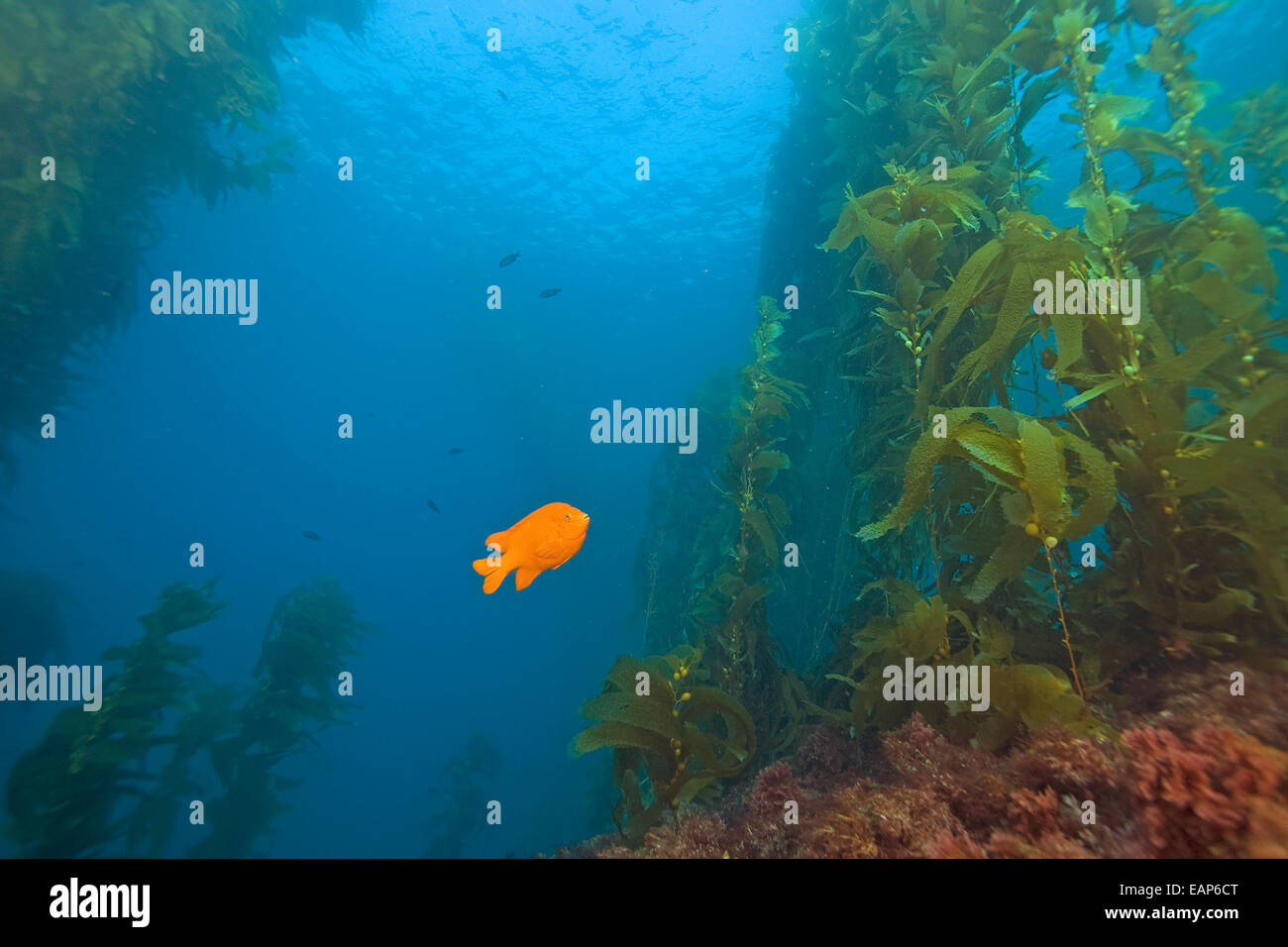 Garibaldi Fische schwimmen im California Kelp Forest Reef Stockfoto