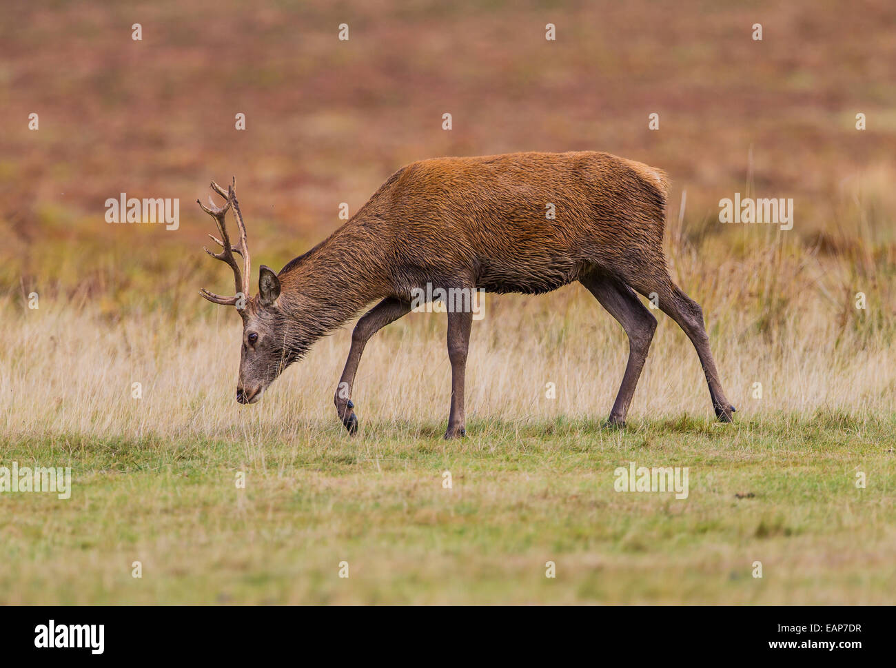 Juvenile Rotwild Hirsch in Bradgate park Stockfoto