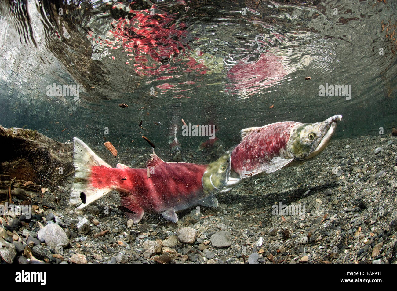 Aggression, Rivalität, Alaska Sockeye Lachs Stockfoto